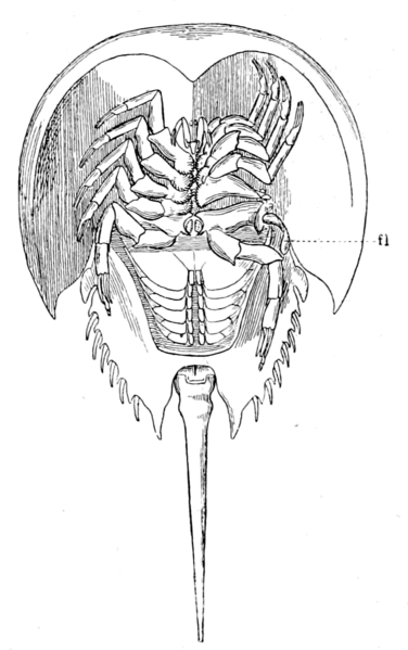 File:Origin of Vertebrates Fig 145.png