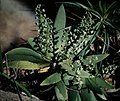 Ornithocephalus ciliatus plant Suriname