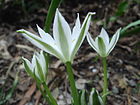 Ornithogalum umbellatum 12.JPG