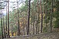 Čeština: Stromy u přírodní památky Výří skály u Oslova, Jihočeský kraj English: Trees at the Výří skály natural monument near Oslov, South Bohemian Region, CZ