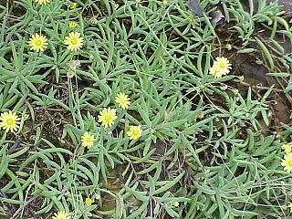 <i>Crassothonna capensis</i> Species of flowering plant