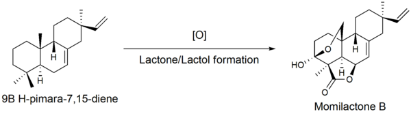 9β-pimara-7,15-dienning Momilakton B ga oksidlanishi