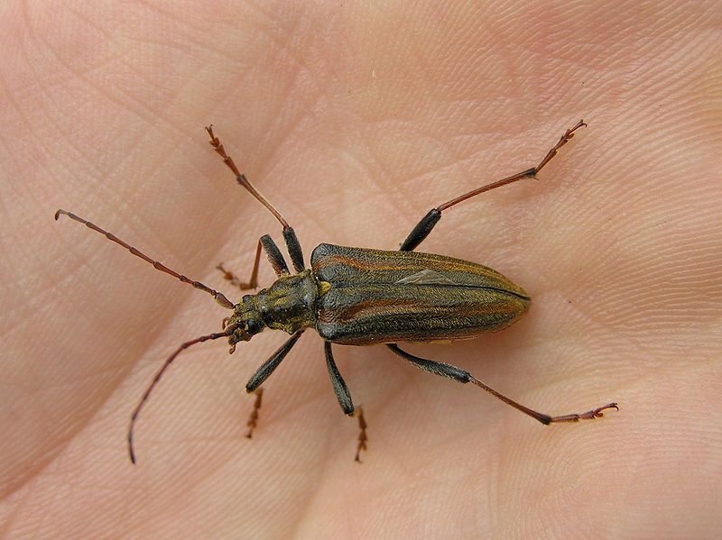 File:Oxymirus cursor 1 bialowieza forest beentree.jpg