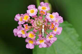 Oxyopes shweta