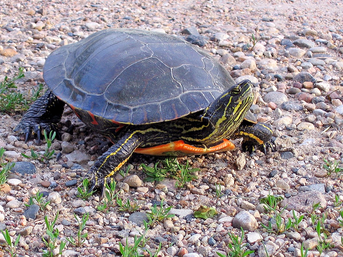 Painted turtle - Wikipedia