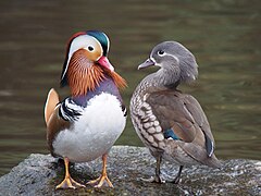 Canard mandarin - mâle, et femelle