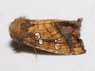 <i>Papaipema pterisii</i> Species of moth