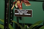 Thumbnail for File:Paphiopedilum Harrisianum 2zz.jpg