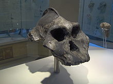 Paranthropus aethiopicus.JPG