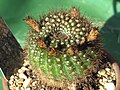 Parodia erubescens