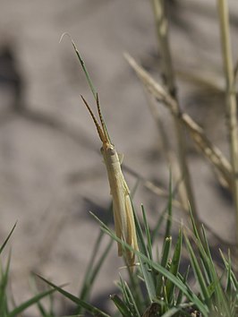 Paropomala wyomingensis