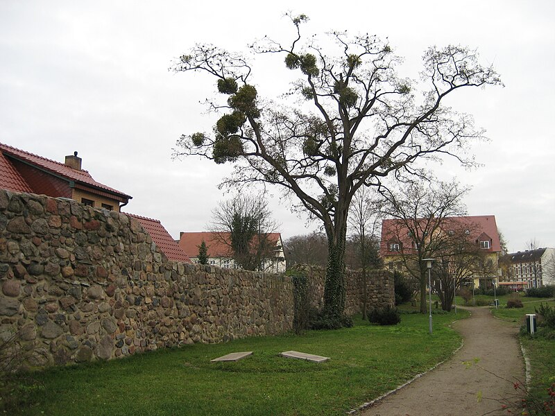 File:Pasewalk-Stadtmauer-und-Museumsgarten-IMG 6125.JPG
