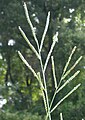 Paspalum floridanum.jpg