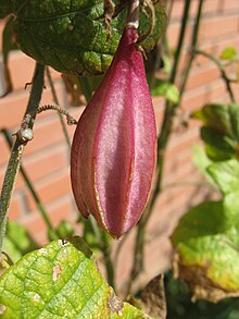 Passiflora capsularis жемісі жабық.JPG