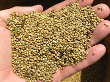 Grains of bajri (pearl millet) Pearl millet after combine harvesting.jpg