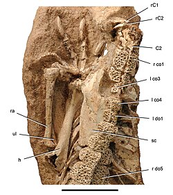 Pectoral girdle and forelimb of Anatosuchus.jpg