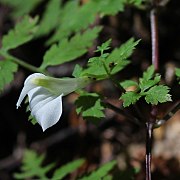 Pedicularis keiskei