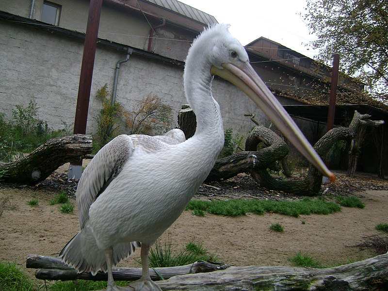 File:Pelikán ze zoo - panoramio.jpg