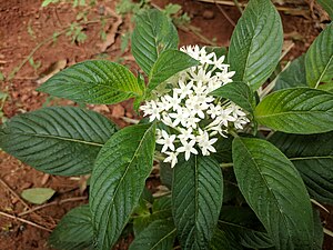 Egyptian starcluster (Pentas lanceolata)