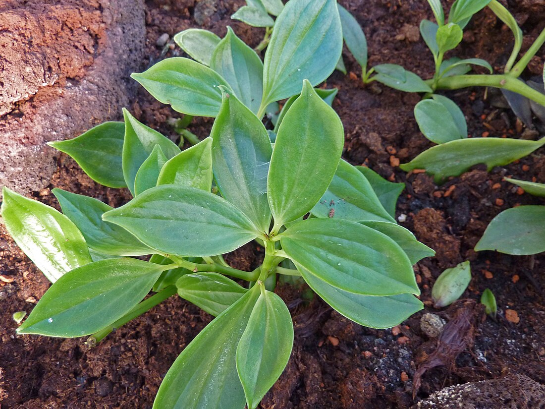 Peperomia weberbaueri