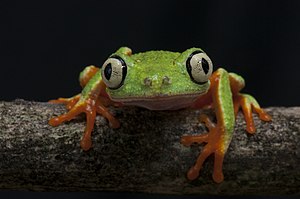 Perereca - verde - Agalychnis aspera.jpg