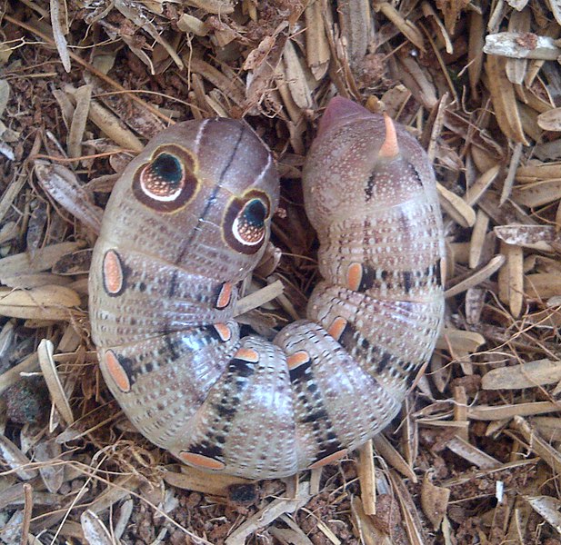 File:Pergesa acteus (Thailand, Nonthaburi, Bang Bua Thong, Soi Mu Ban Bua Thong 5, 25.i.2015) (D. Kruger) prepupa.jpg