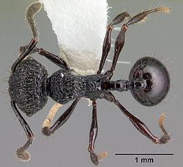 Perissomyrmex snyderi