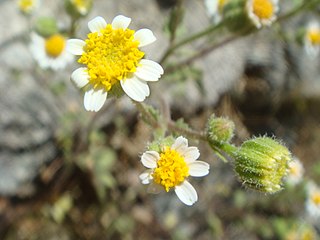 Perityleae Tribe of flowering plants