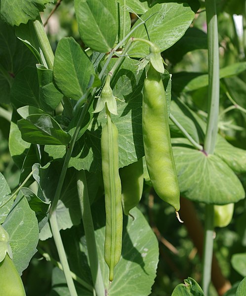 File:Petits pois - Parc floral 2.JPG