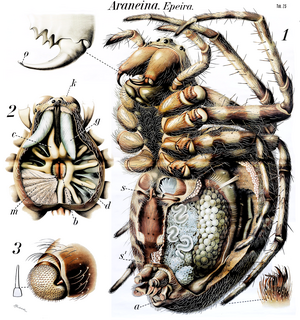 Spider Anatomy