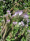 Phacelia tanacetifolia1 13062009.JPG