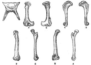 <span class="mw-page-title-main">Rodrigues giant day gecko</span> Extinct species of lizard