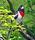 Thumbnail for File:Pheucticus ludovicianus (rose-breasted grosbeak) (Newark, Ohio, USA) 4.jpg