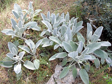 Tập_tin:Phlomis_crinita_1_(Espagne).JPG