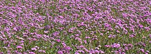 Phlox drummondii along the margin of a north Florida highway Phlox drummondii Fl1.jpg