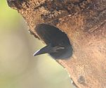 Immature fledgling with black bill in old barbet hole