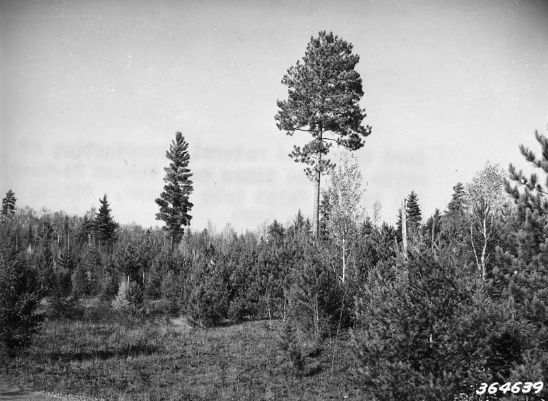 File:Photograph of Seed Trees and Natural Reproduction of White and Red Pines - NARA - 2128053.jpg