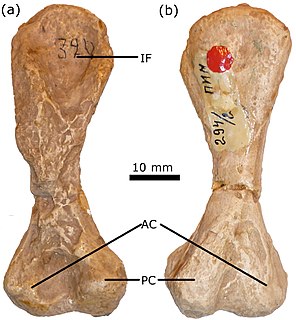 <i>Phreatophasma</i> Extinct genus of synapsids