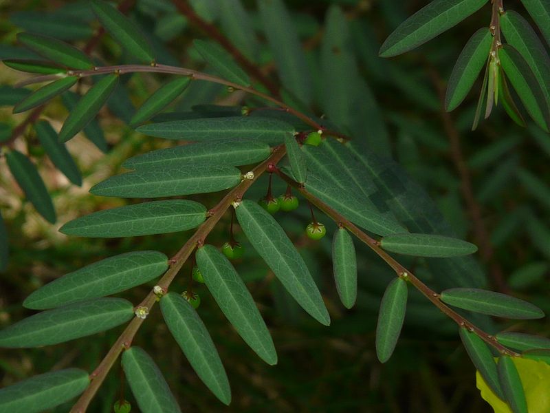 File:Phyllanthus virgatus (2796023201).jpg