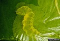 Phyllocnistis citrella larva1.jpg