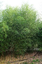 Thumbnail for Phyllostachys bissetii