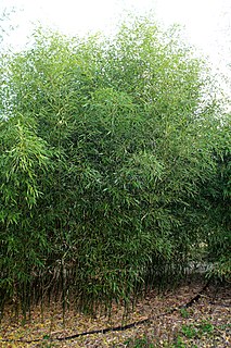 <i>Phyllostachys bissetii</i>