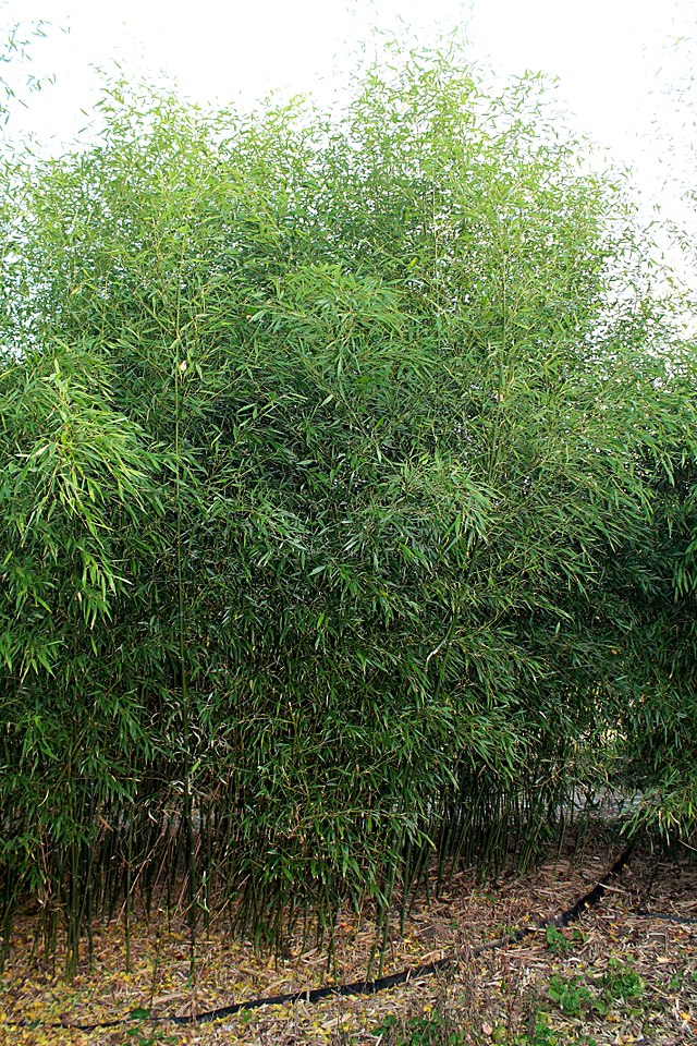 Description de l'image Phyllostachys bissetii Polska 2015.jpg.