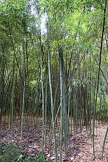 <i>Phyllostachys nuda</i> Species of grass