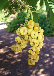 Phytolacca dioica Infrutescence