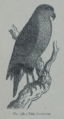 Picture Natural History - No 136 - The Goshawk.png