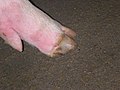Pig cracked hooves.JPG