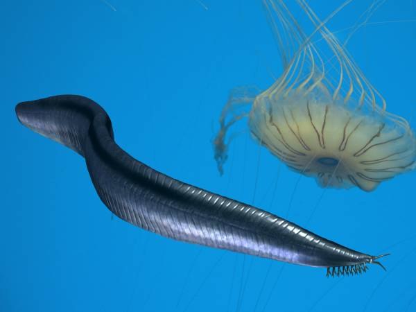 Pikaia was a stem-chordate from the Middle Cambrian