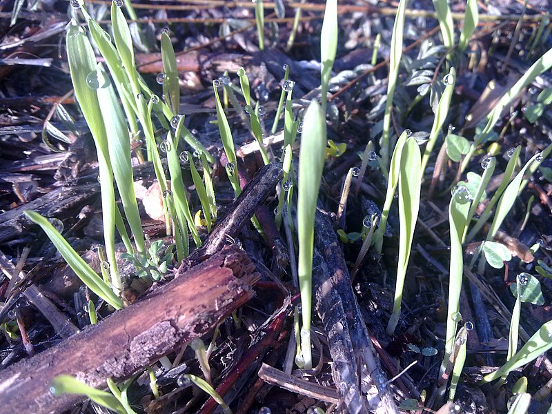 File:PikiWiki Israel 6032 Germination immediately after the first rain.jpg