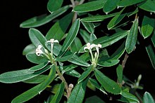 Pimelea latifolia.jpg